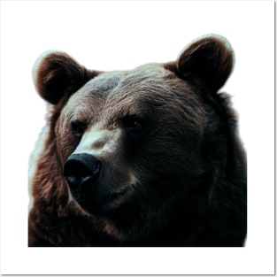 A brown bear in nature that looks cute and cuddly looks warm. Posters and Art